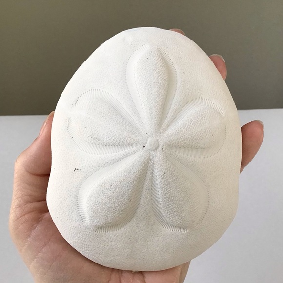 Sea Biscuit Sand Dollar Large Puffy Natural Sea Shell Beach Coastal Home Decor - Picture 1 of 3